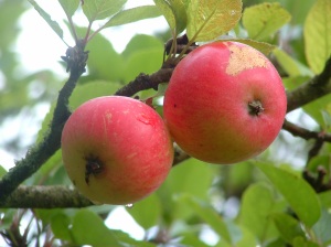 Poppa Wilson's Apples